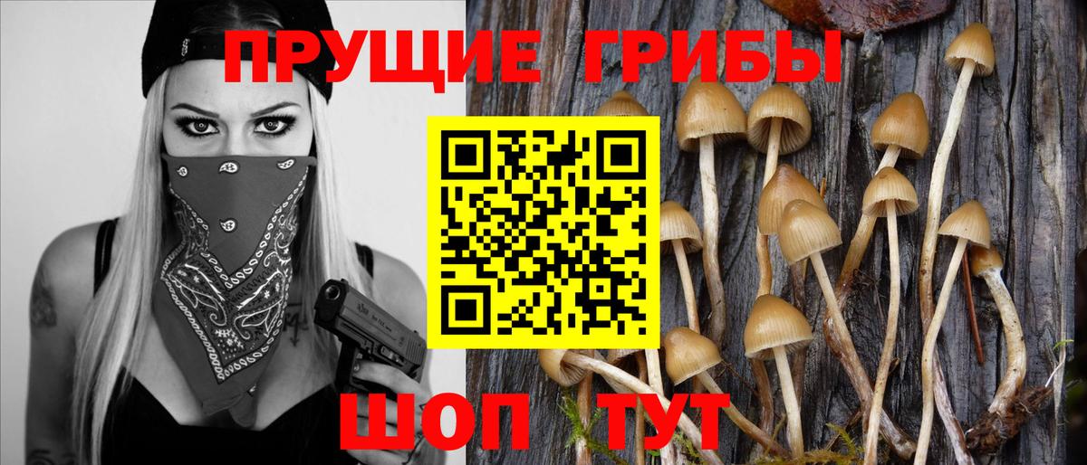 Псилоцибиновые грибы GOLDEN TEACHER Прохладный